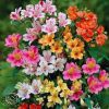 Alstremeria Dandy Candy